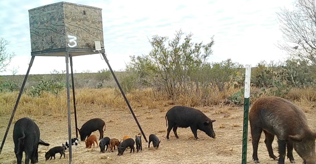 marranos salvajes en México comiendo de un comedero