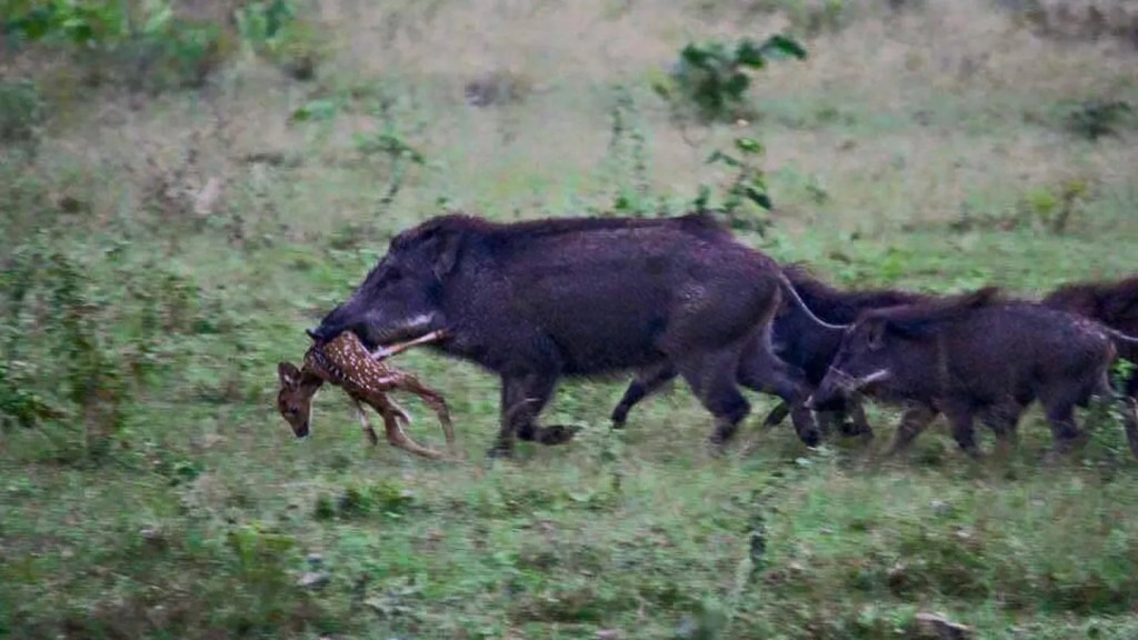 Marrano salvaje sujetando a un cervato en el hocico