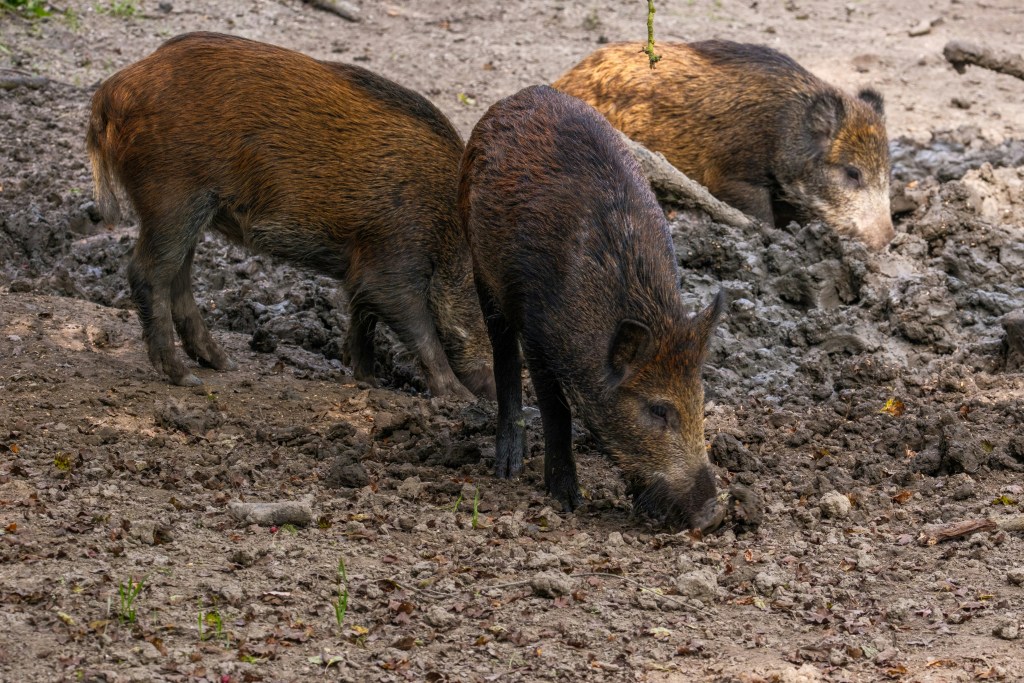 Marranos salvajes removiendo la tierra con el hocico mientras hacen rooting en un campo abierto