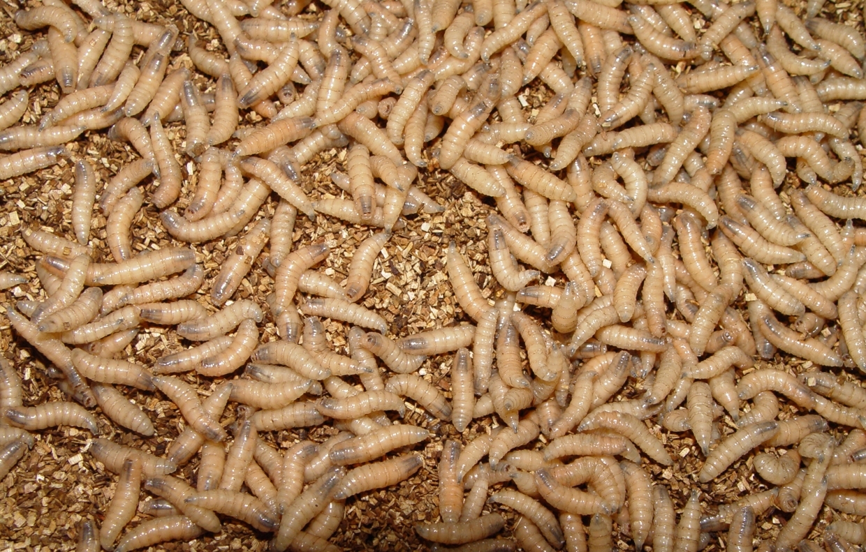 Larvas maduras de gusano barrenador