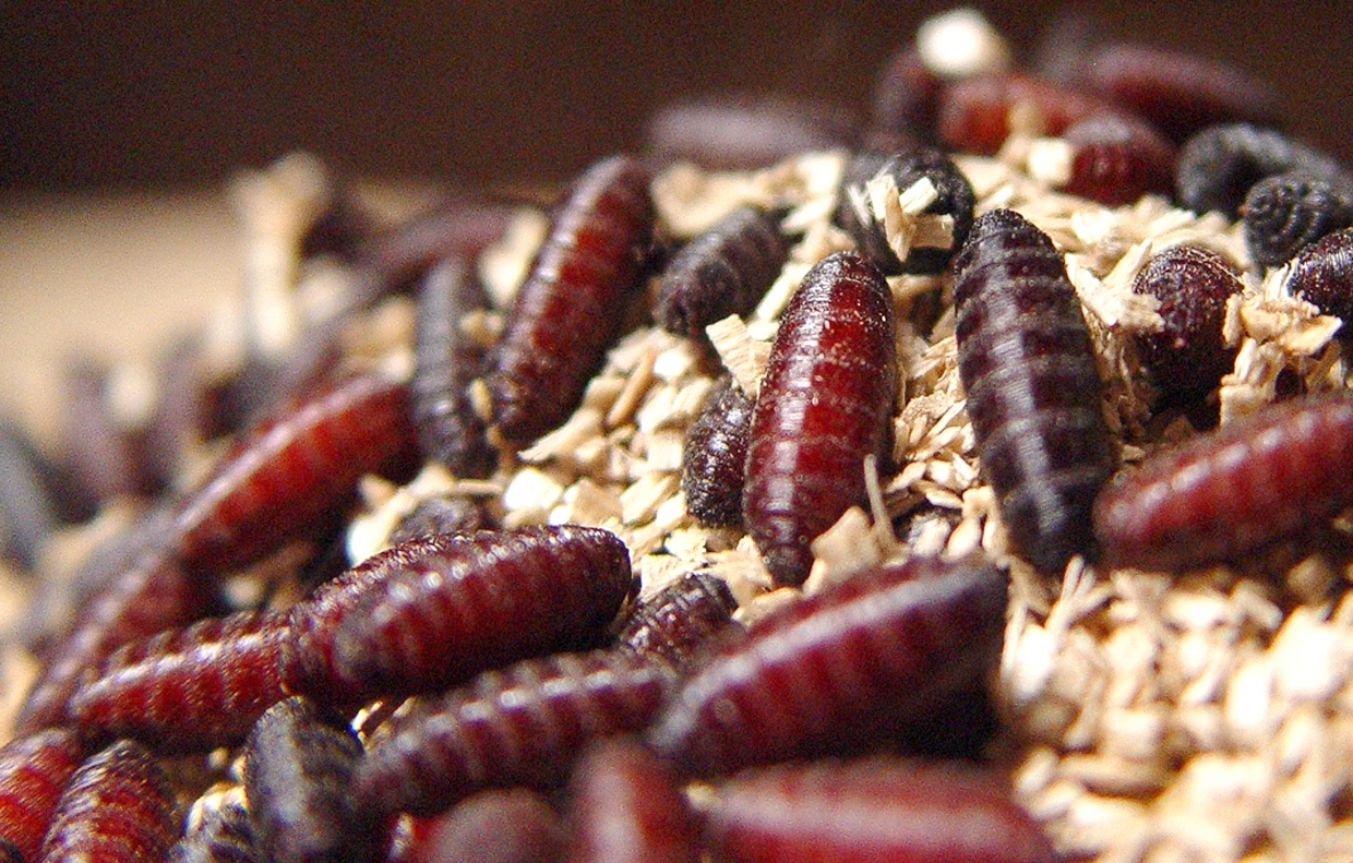 Pupas de gusano barrenador en el suelo