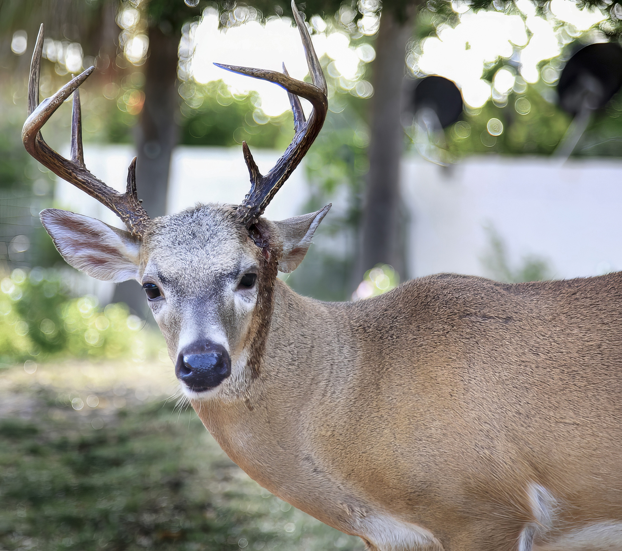 Desarrollo de cornamenta en velvet — venado cola blanca