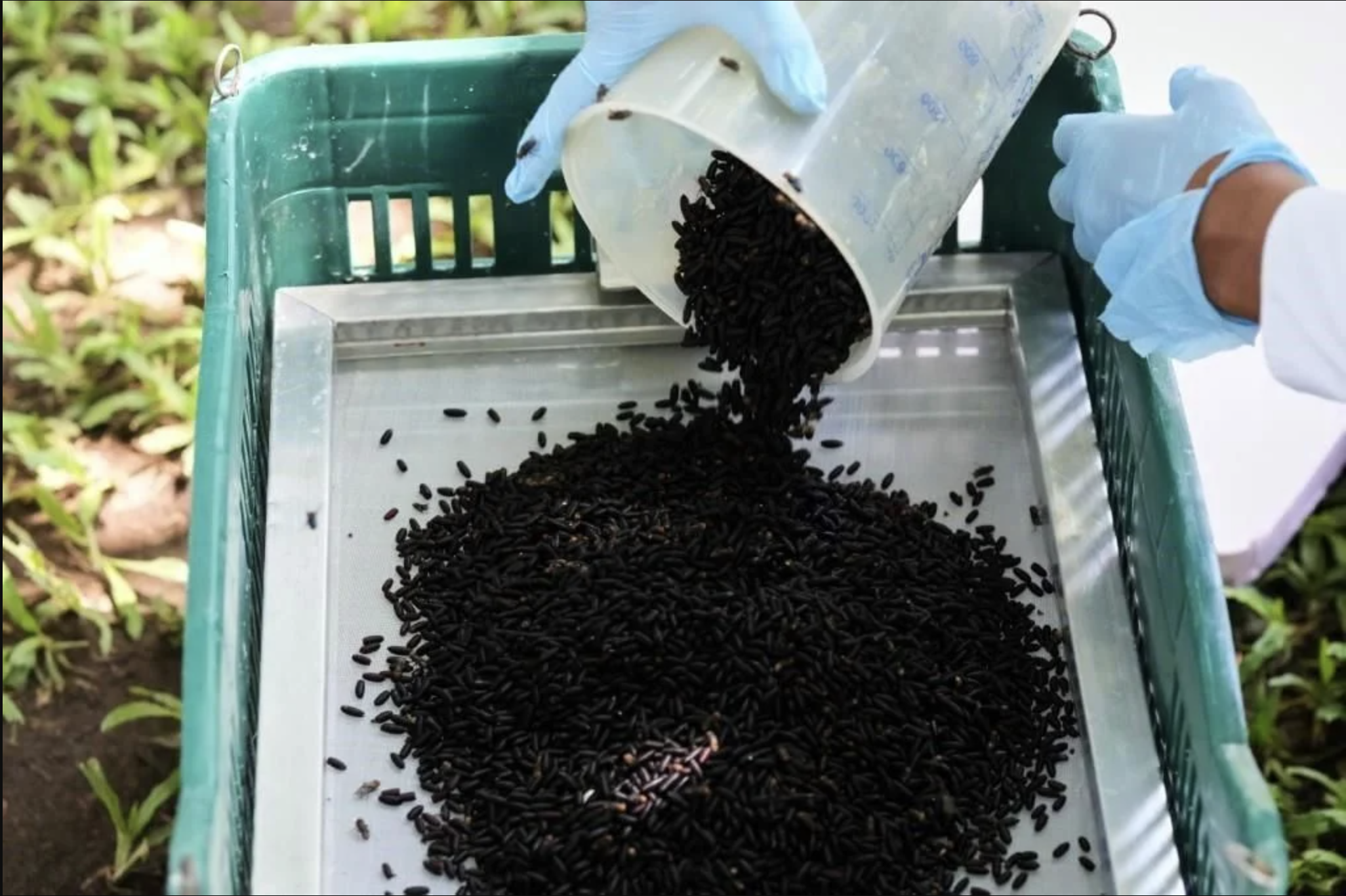 Aerial release of sterile New World screwworm flies